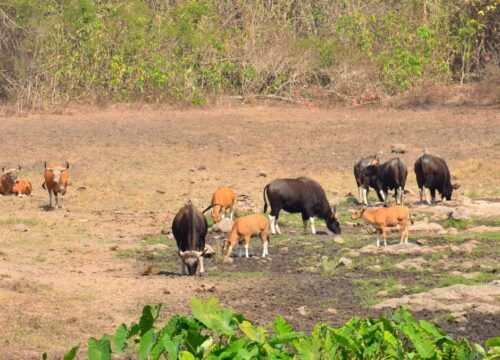 2 Days Tsavo East Safari